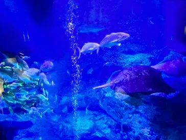 すみだ水族館に投稿された画像（2023/8/15）