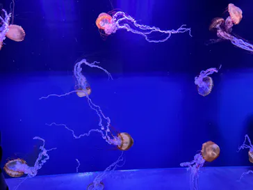 すみだ水族館に投稿された画像（2023/8/15）