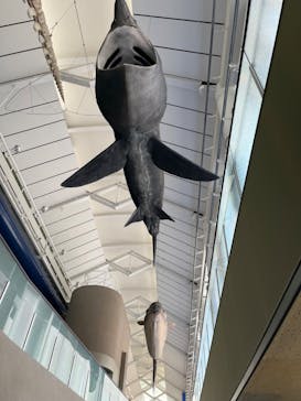 アクアワールド茨城県大洗水族館に投稿された画像（2023/8/15）