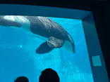 名古屋港水族館に投稿された画像（2023/8/16）