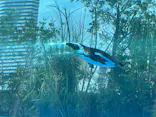 サンシャイン水族館に投稿された画像（2023/8/16）