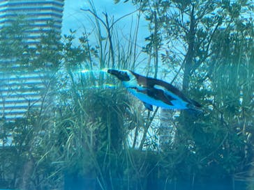 サンシャイン水族館に投稿された画像（2023/8/15）