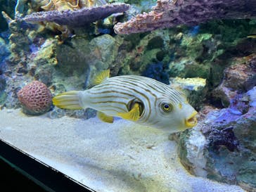 サンシャイン水族館に投稿された画像（2023/8/15）