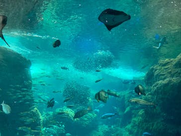 福井県立恐竜博物館に投稿された画像（2023/8/15）