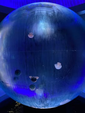 福井県立恐竜博物館に投稿された画像（2023/8/15）