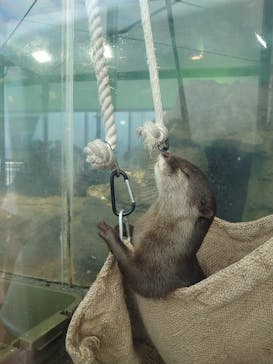 新江ノ島水族館に投稿された画像（2023/8/15）