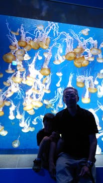 新江ノ島水族館に投稿された画像（2023/8/16）