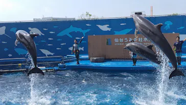 仙台うみの杜水族館に投稿された画像（2023/8/16）
