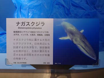 特別展「海　―生命のみなもと―」（国立科学博物館）に投稿された画像（2023/8/16）
