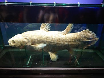 特別展「海　―生命のみなもと―」（国立科学博物館）に投稿された画像（2023/8/16）