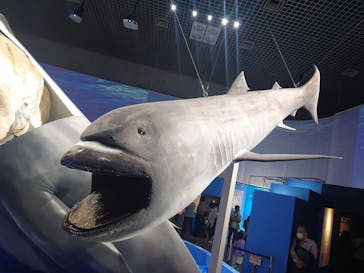 特別展「海　―生命のみなもと―」（国立科学博物館）に投稿された画像（2023/8/16）