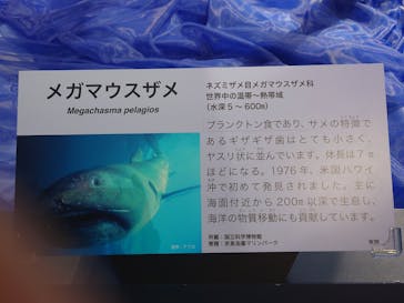 特別展「海　―生命のみなもと―」（国立科学博物館）に投稿された画像（2023/8/16）