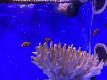 新江ノ島水族館に投稿された画像（2023/8/16）