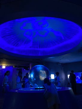 新江ノ島水族館に投稿された画像（2023/8/16）