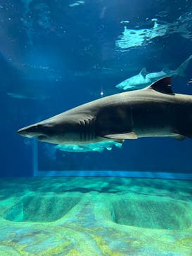 アクアワールド茨城県大洗水族館に投稿された画像（2023/8/16）