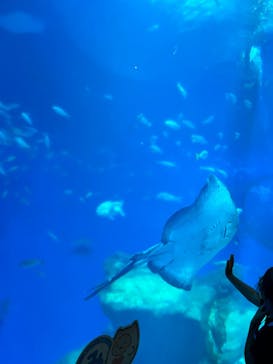 アクアワールド茨城県大洗水族館に投稿された画像（2023/8/16）