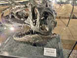 福井県立恐竜博物館に投稿された画像（2023/8/16）