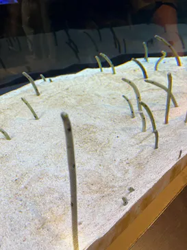 すみだ水族館に投稿された画像（2023/8/16）