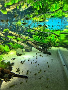 カワスイ 川崎⽔族館に投稿された画像（2023/8/16）