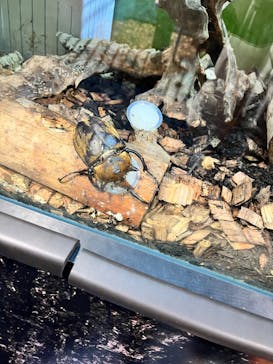 カワスイ 川崎⽔族館に投稿された画像（2023/8/16）