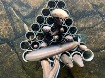 上越市立水族博物館 うみがたりに投稿された画像（2023/8/16）