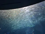 名古屋港水族館に投稿された画像（2023/8/16）