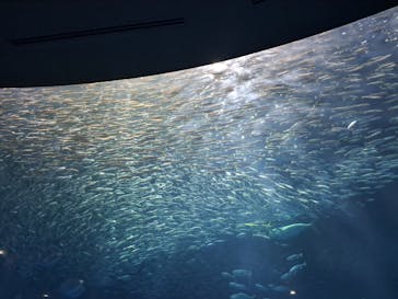 名古屋港水族館に投稿された画像（2023/8/16）