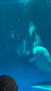 島根県立 しまね海洋館に投稿された画像（2023/8/16）