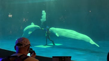 島根県立 しまね海洋館に投稿された画像（2023/8/16）