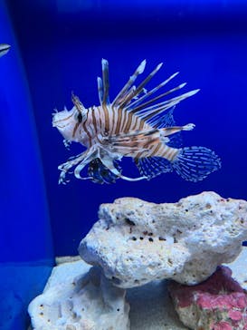 サンシャイン水族館に投稿された画像（2023/8/16）