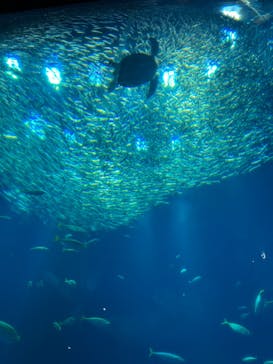 アクアワールド茨城県大洗水族館に投稿された画像（2023/8/16）
