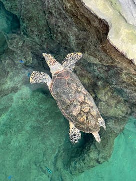 名古屋港水族館に投稿された画像（2023/8/16）