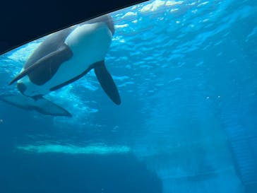 名古屋港水族館に投稿された画像（2023/8/16）