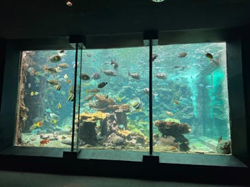 串本海中公園水族館に投稿された画像（2023/8/16）