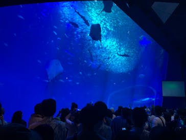 アクアワールド茨城県大洗水族館に投稿された画像（2023/8/16）