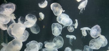 伊豆・三津シーパラダイスに投稿された画像（2023/8/16）