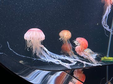 サンシャイン水族館に投稿された画像（2023/8/16）