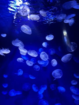 サンシャイン水族館に投稿された画像（2023/8/16）