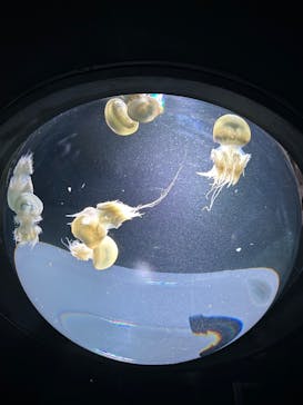サンシャイン水族館に投稿された画像（2023/8/16）
