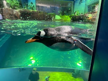 島根県立 しまね海洋館に投稿された画像（2023/8/16）