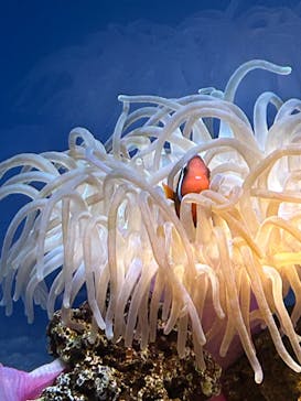 島根県立 しまね海洋館に投稿された画像（2023/8/16）