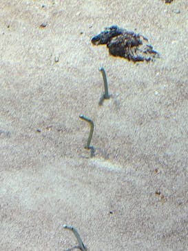 島根県立 しまね海洋館に投稿された画像（2023/8/16）