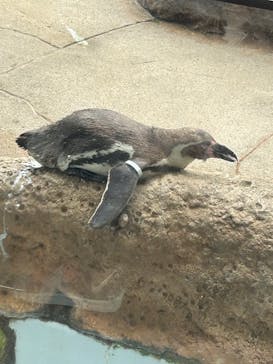 島根県立 しまね海洋館に投稿された画像（2023/8/16）