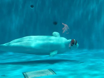 島根県立 しまね海洋館に投稿された画像（2023/8/16）