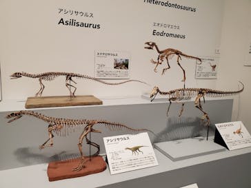 大阪市立自然史博物館に投稿された画像（2023/8/16）