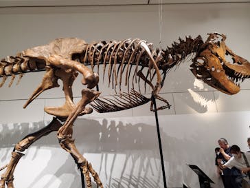 大阪市立自然史博物館に投稿された画像（2023/8/16）