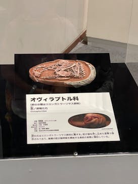 大阪市立自然史博物館に投稿された画像（2023/8/16）