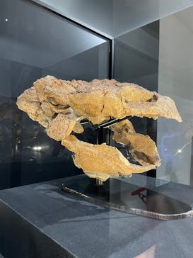 大阪市立自然史博物館に投稿された画像（2023/8/16）