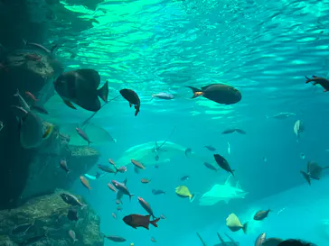 マクセル アクアパーク品川に投稿された画像（2023/8/16）