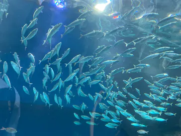 マクセル アクアパーク品川に投稿された画像（2023/8/16）